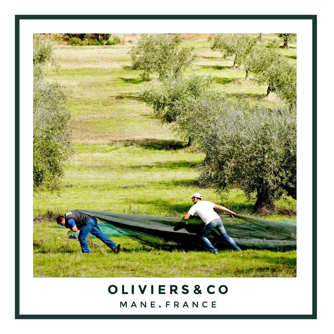 Le savoir-faire des producteurs