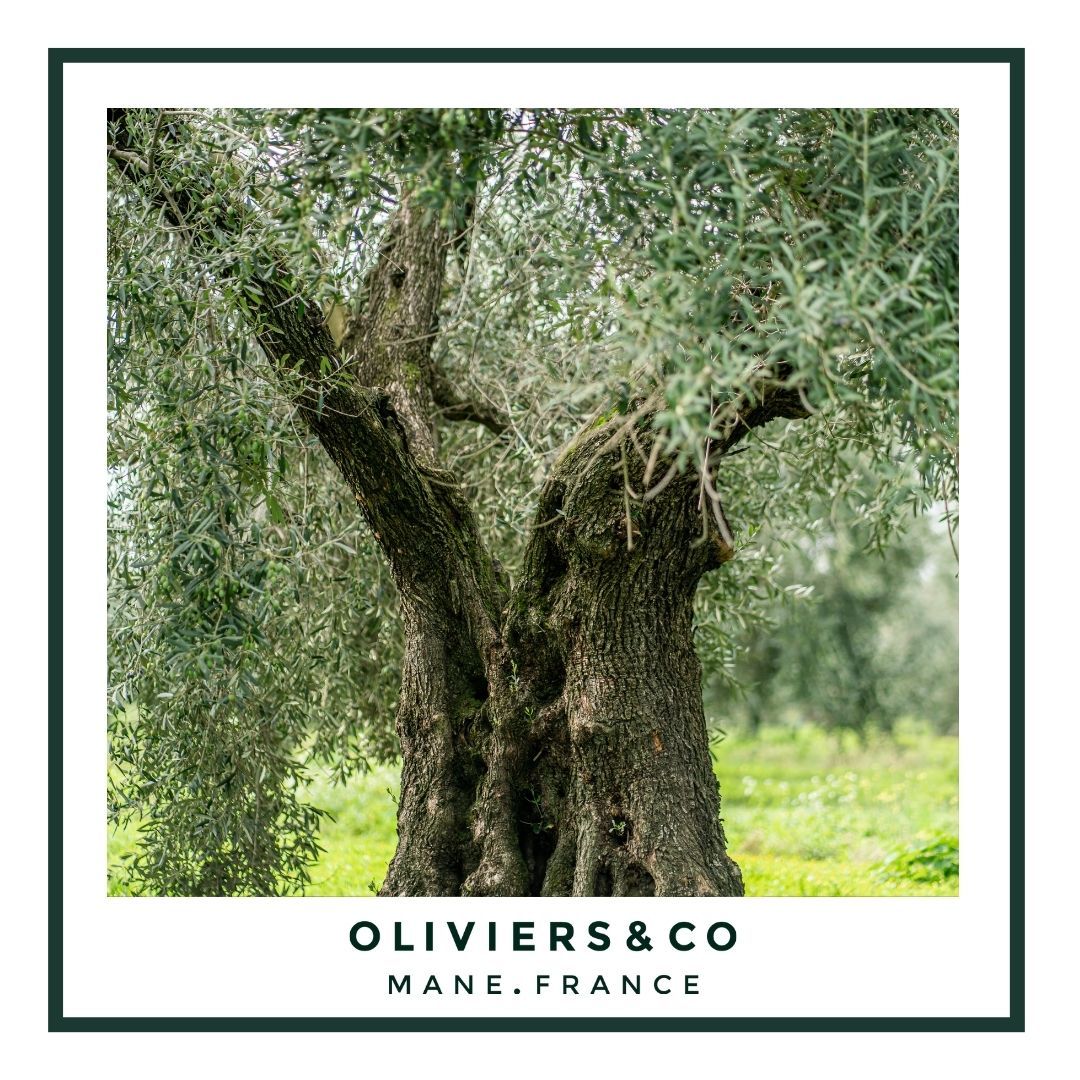 De l'olivier à la bouteille
