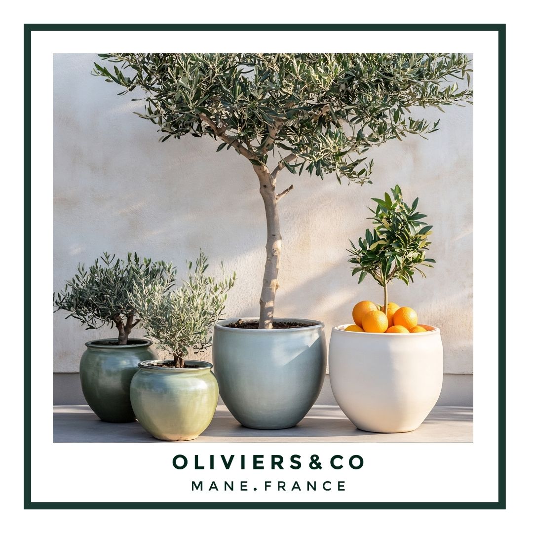 L’olivier prend ses racines à la maison 