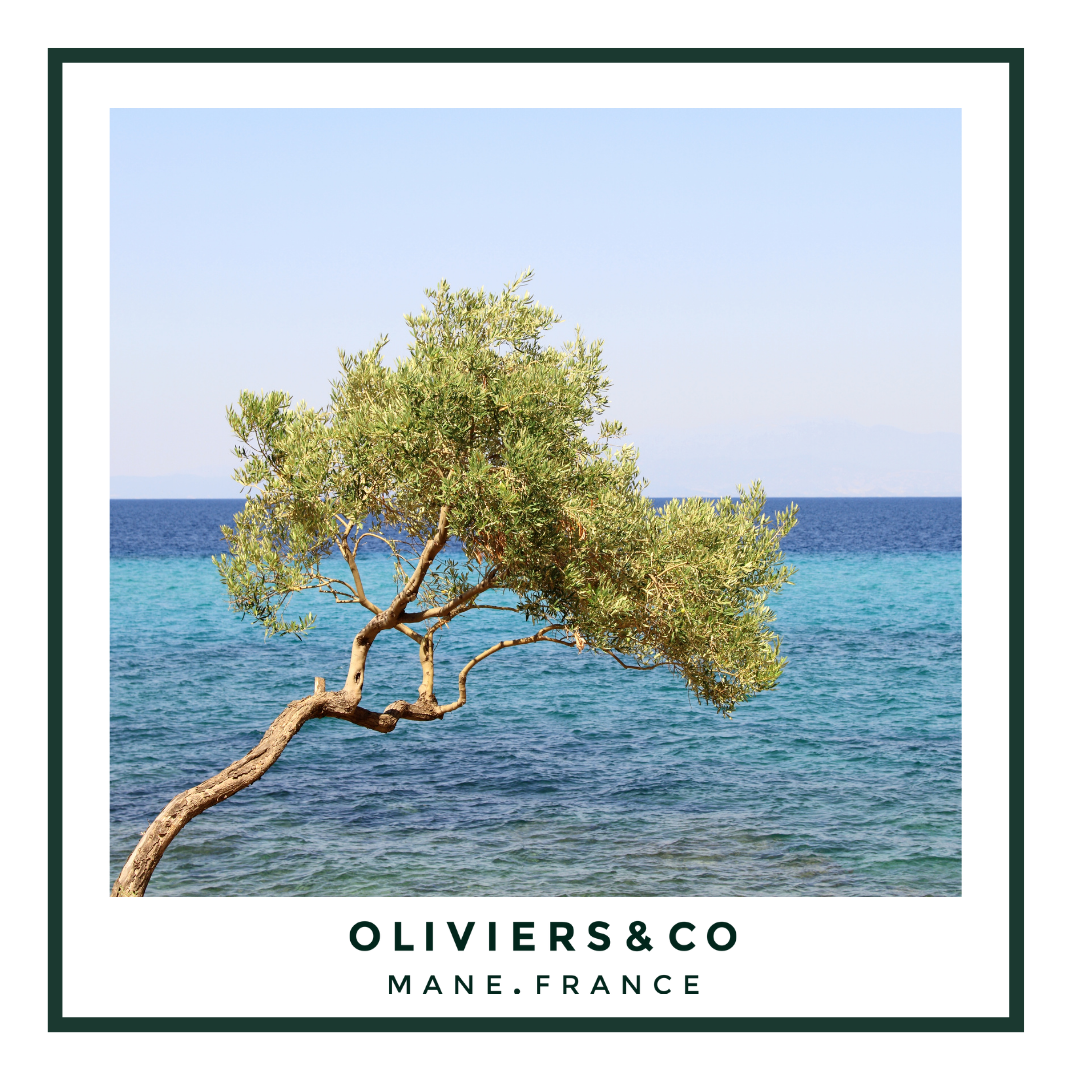 La Grèce & l'huile d'olive