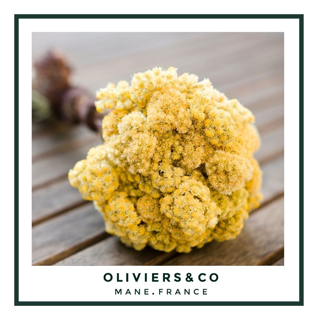 L'immortelle de Corse : histoire, bienfaits & vertus