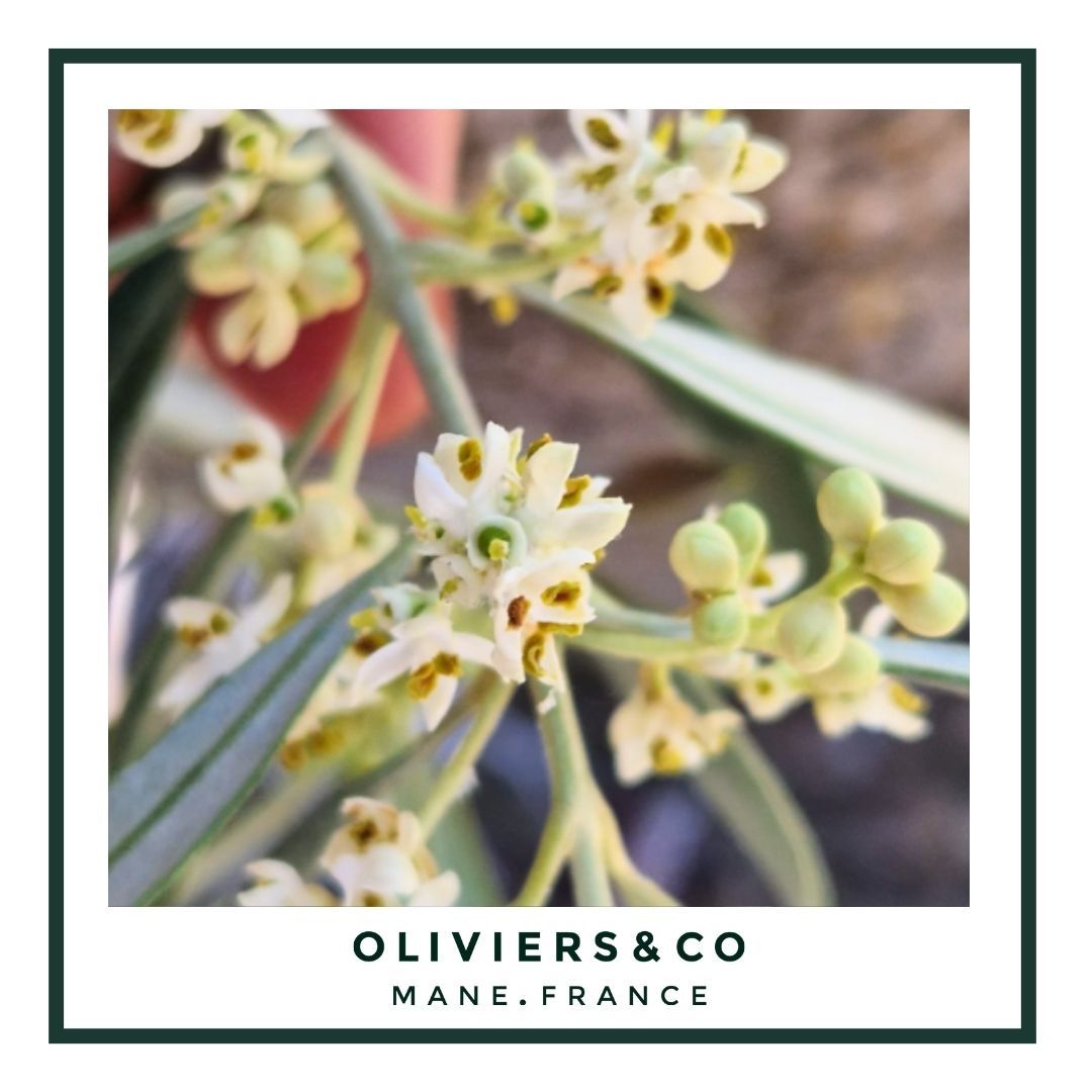 Les conséquences de la sécheresse en Espagne