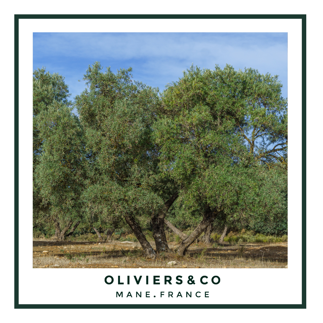 L'Espagne et l'huile d'olive