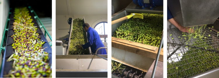 olive oil production: de-leafing and washing